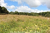 IMG_8733.JPG