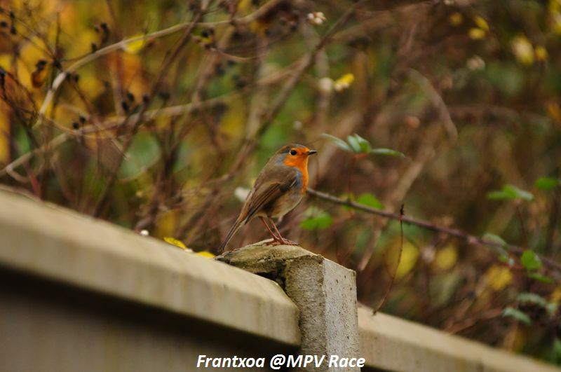 DSC_2290.JPG